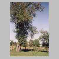 092-1023 August 1995 - Der alte Birnbaum auf dem Anwesen Wittenberg.JPG